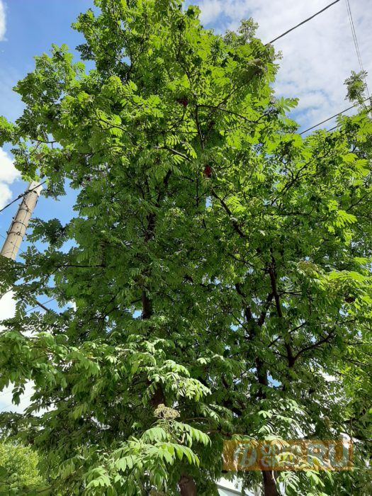 В Оренбурге из-за липового ажиотажа выкорчевывают деревья