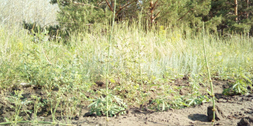 Оренбургская область конопля как правильно выращивать коноплю в горшок