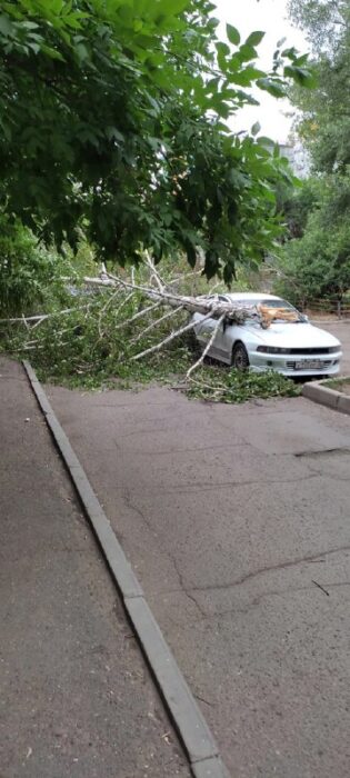 В Кувандыке штормовой ветер вырвал дерево с корнем и повалил на машину