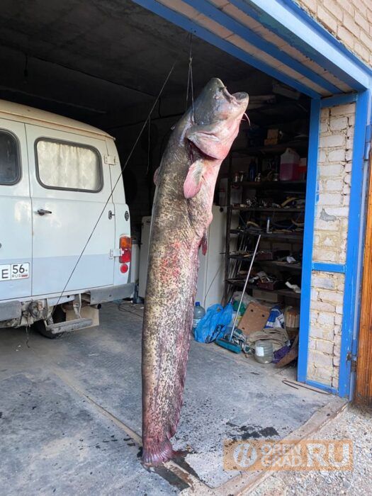 Оренбуржец поймал рыбу весом в 52 килограмма