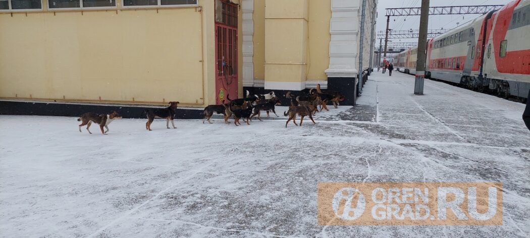 В Оренбурге стерилизуют собак за 5 миллионов рублей