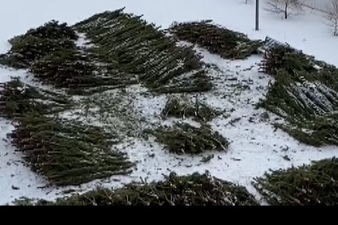 В Абдулинском районе "черные" лесорубы срубили около 1700 сосен