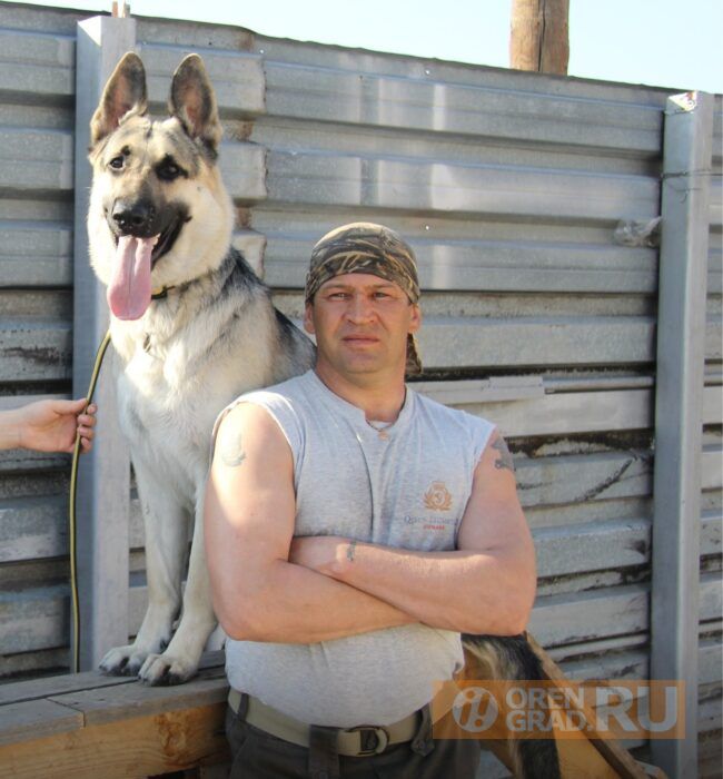 Оренбургский кинолог дал рекомендации, как реагировать на бездомных собак