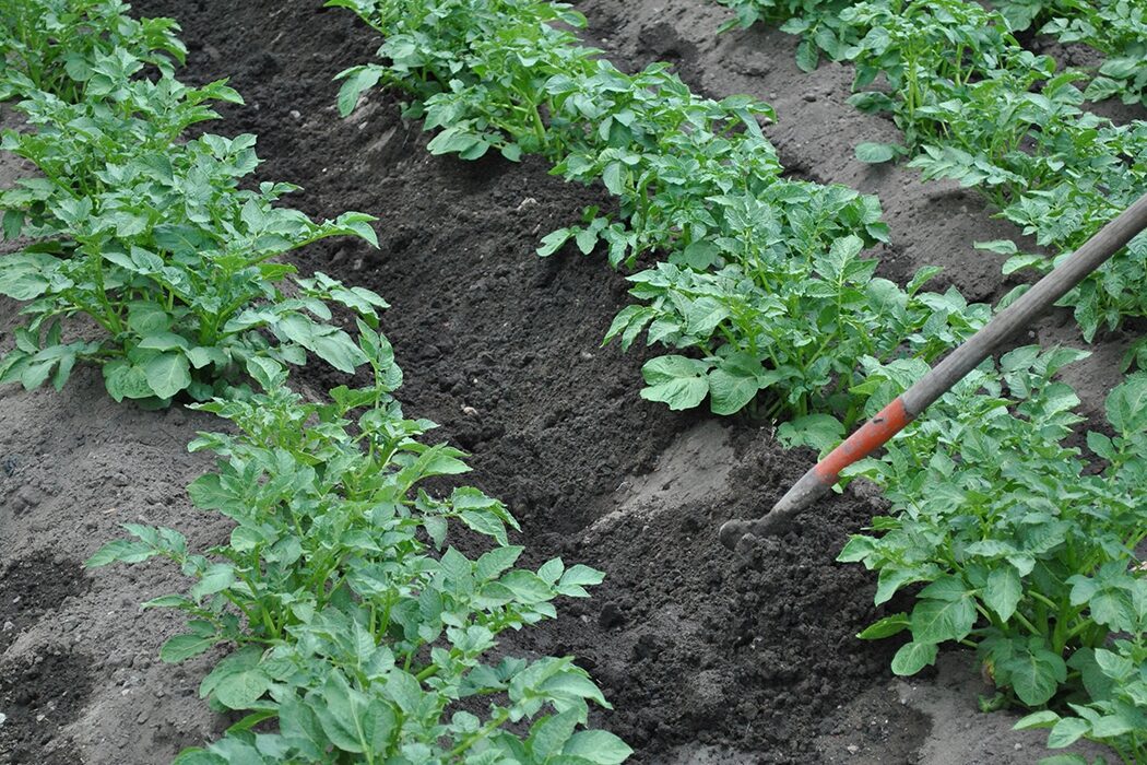Оренбуржцы планируют в этом году засадить дачи и огороды картофелем