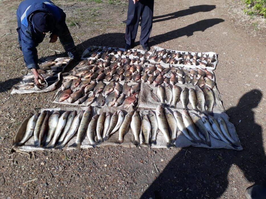 В Оренбурге браконьер наловил рыбы на 300 тысяч рублей
