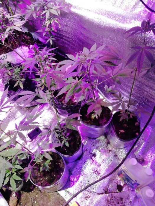 Конопля в оренбургской области будет легализована марихуана