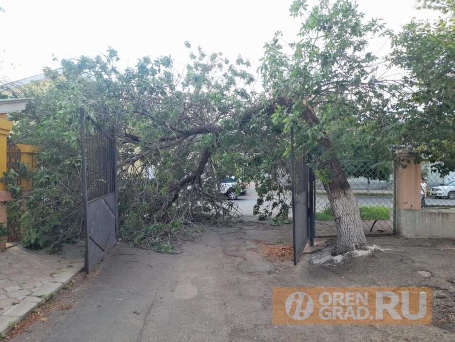 Власти Оренбурга игнорируют жалобы людей на упавшее дерево