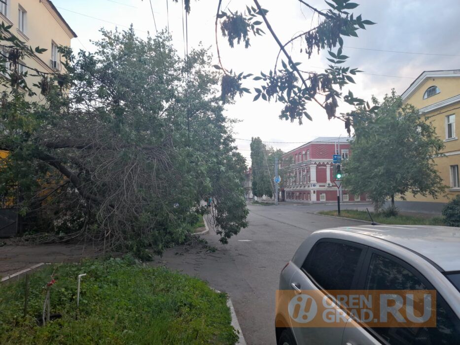 Власти Оренбурга игнорируют жалобы людей на упавшее дерево