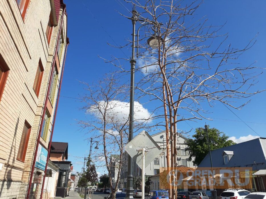Жители Оренбурга вышли на защиту деревьев на переулке Матросском
