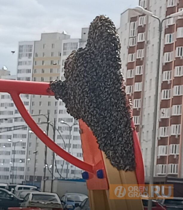 В Оренбурге пчелиный рой облюбовал детскую площадку
