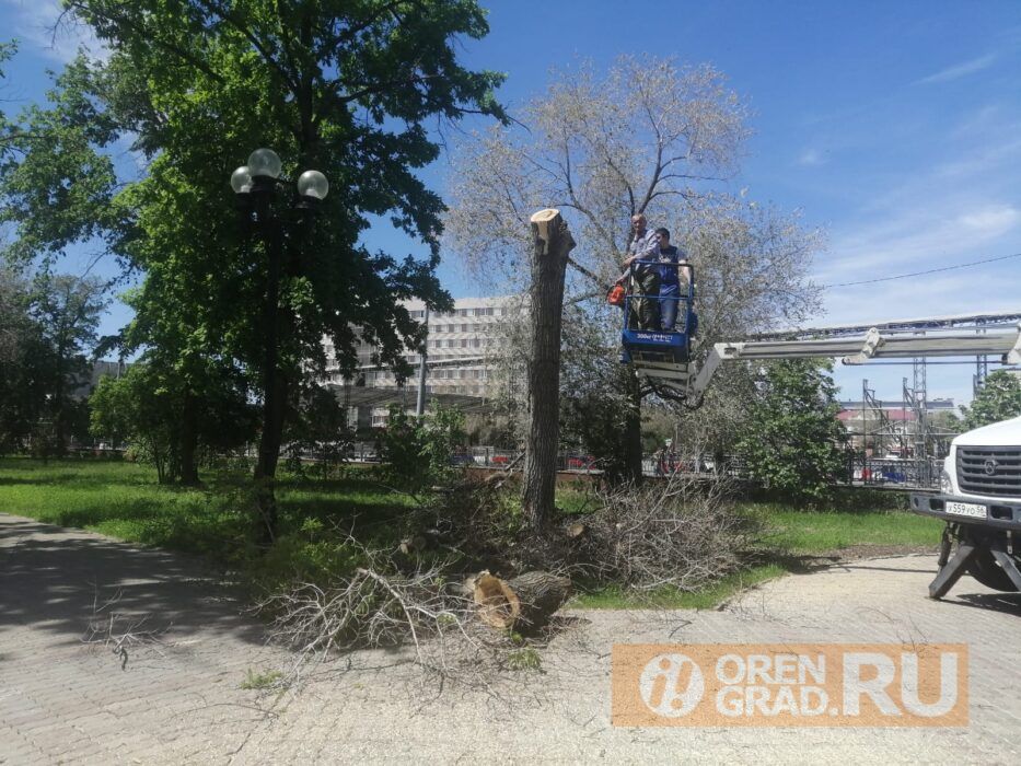 В Оренбурге администрацию Южного округа суд обязал спилить деревья