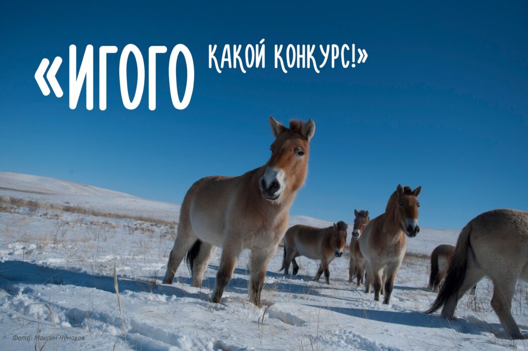В Оренбургской области проводят конкурс на право дать имя жеребенку лошади Пржевальского