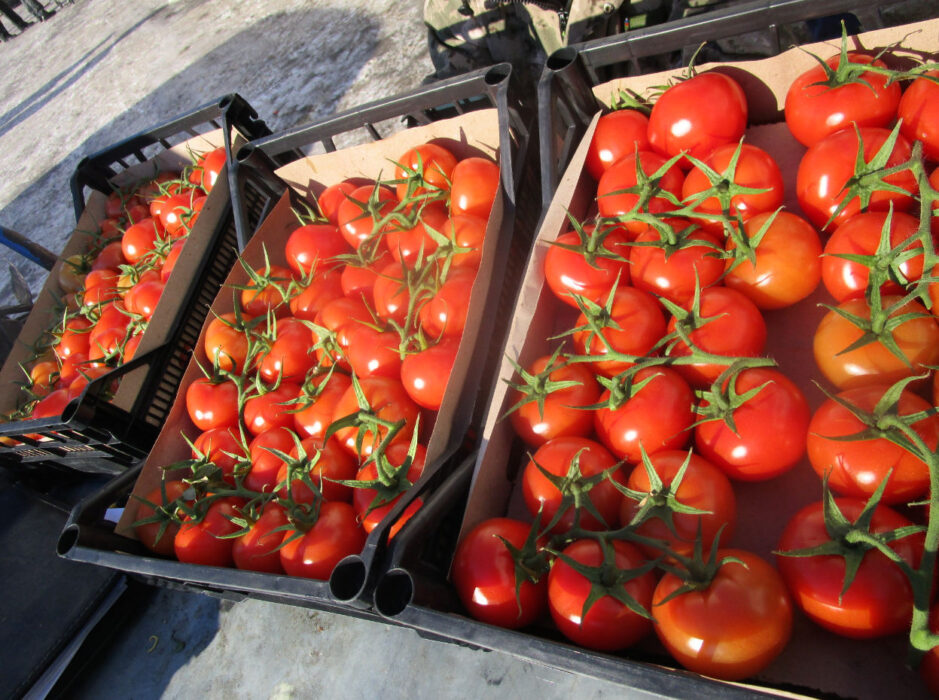 В Оренбуржье поступили 18 тонн зараженных помидоров
