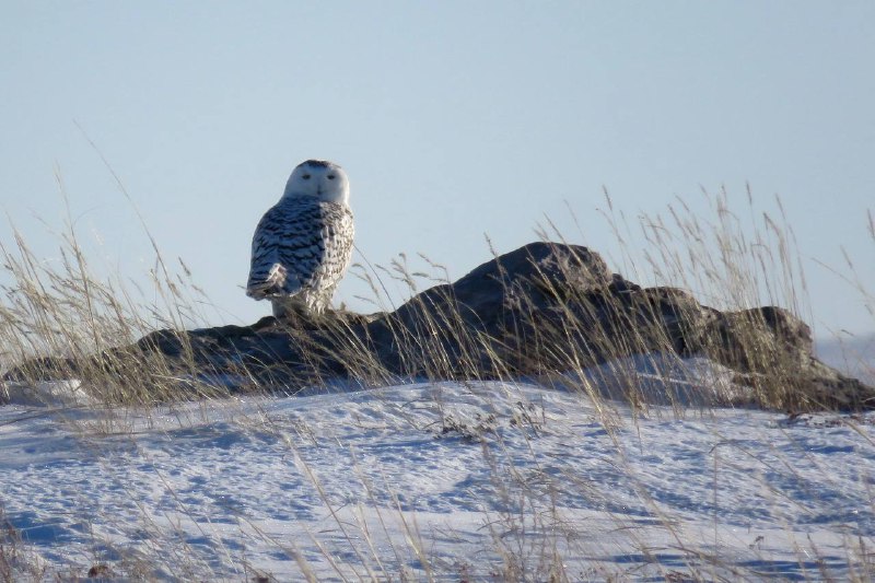 В Оренбургский заповедник прилетели полярные совы