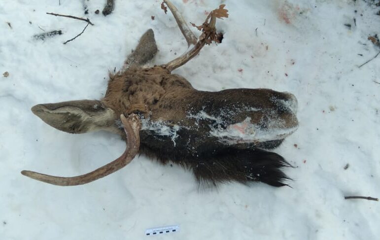 В Илекском районе браконьеры застрелили лося