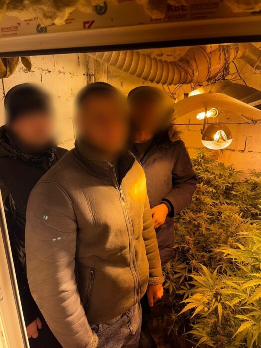 Полицейские в Оренбурге обнаружили у местного жителя плантацию конопли