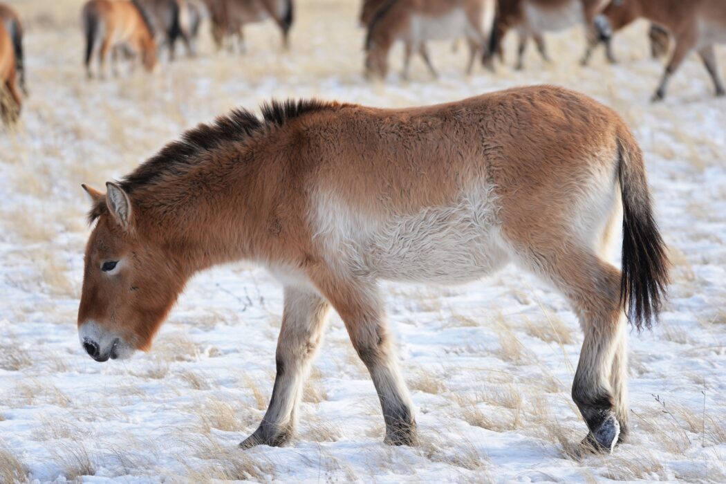 В Оренбургском заповеднике в жизни лошадей Пржевальского происходят интересные события